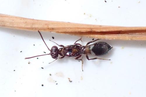 Anastatus catalonicus